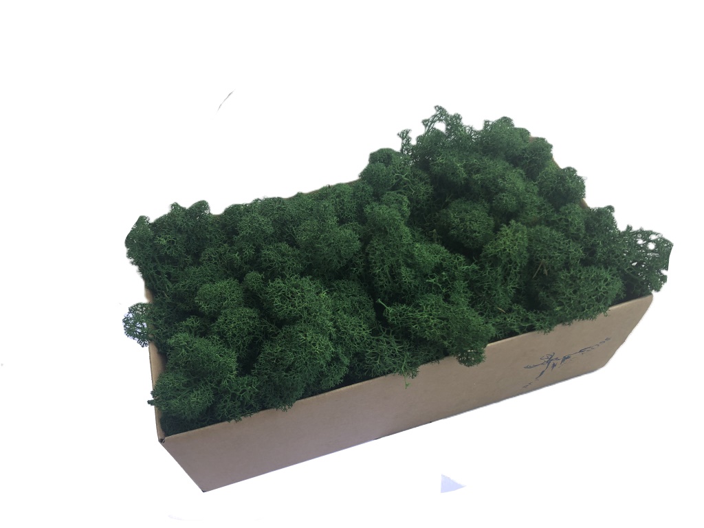 MOSS 2025 LIMITED COLOR BOX